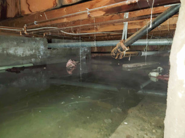 Best Water damage restoration near me  in Avis, PA