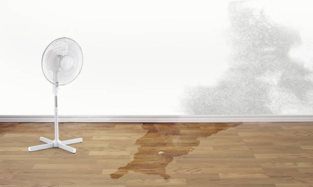 Best Water damage cleanup near me  in Avis, PA